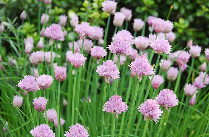 Chive - Allium schoenoprasum