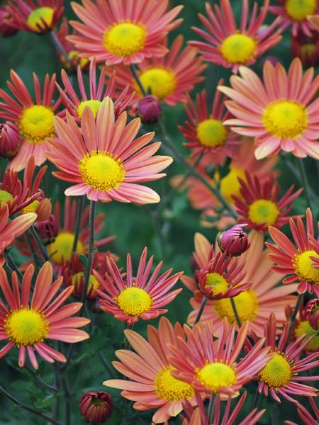 Chrysanthemum 'Campfire Glow'