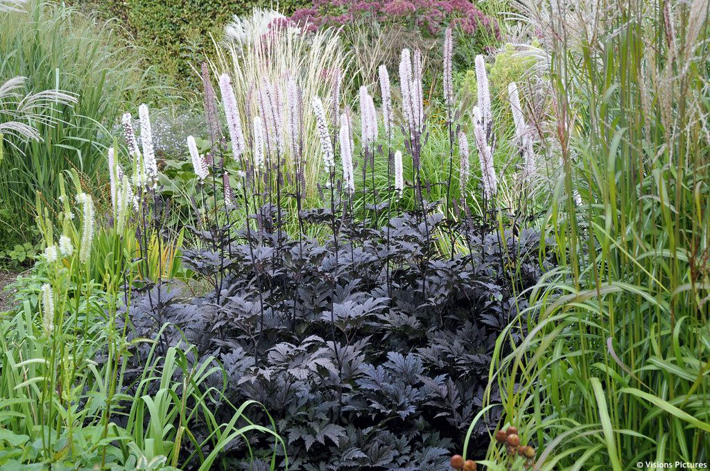 Cimicifuga simplex 'Brunette'
