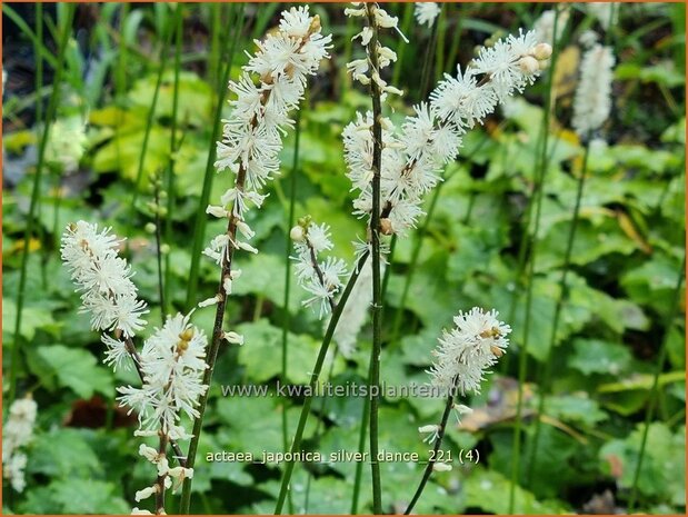 Cimicifuga japonica 'Silver Dance'