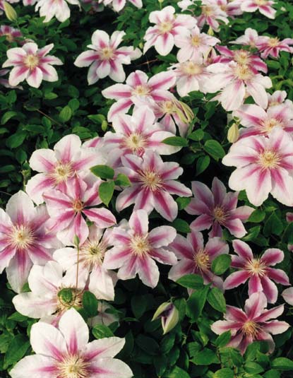 Clematis 'Bees' Jubilee'