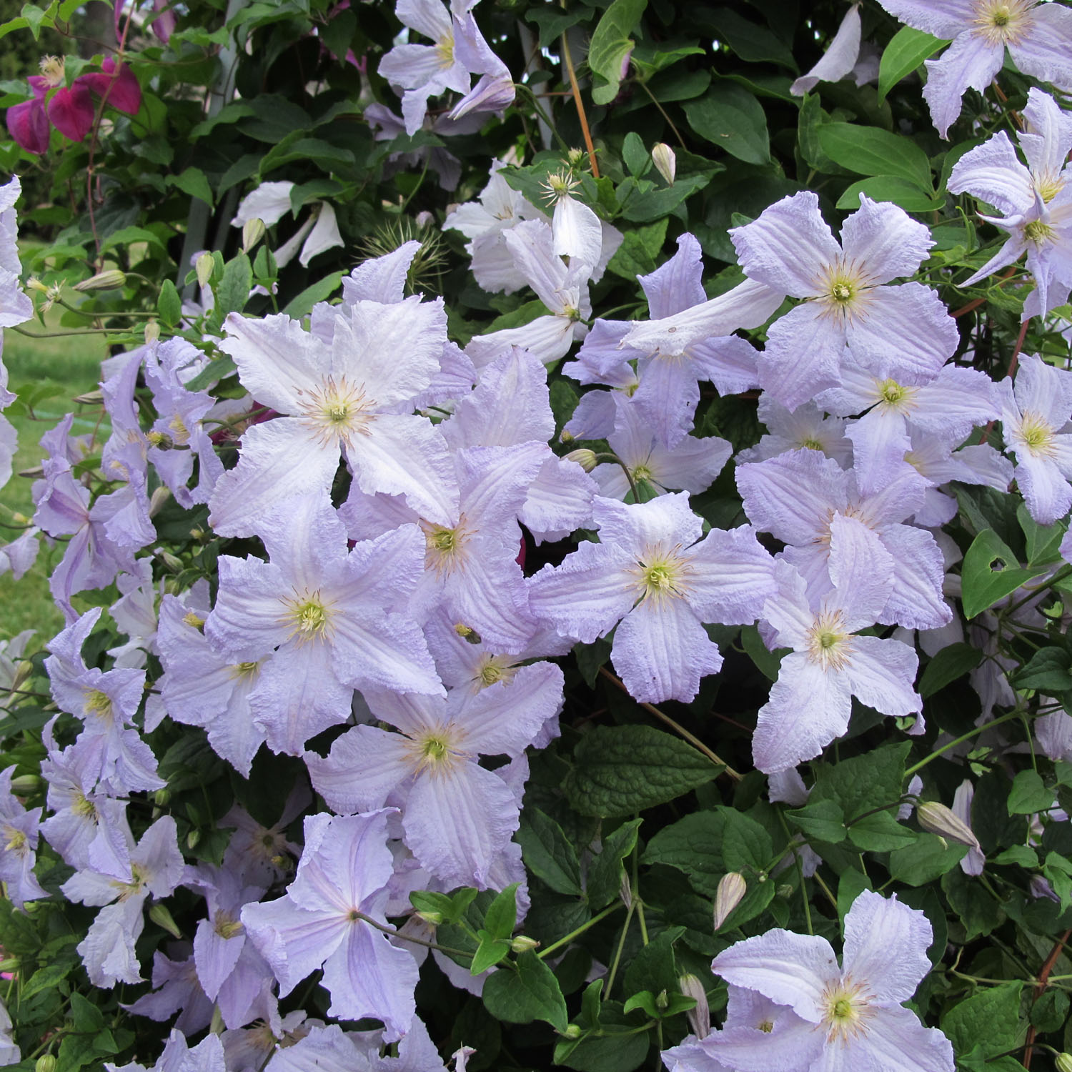 Clematis Blue Angel