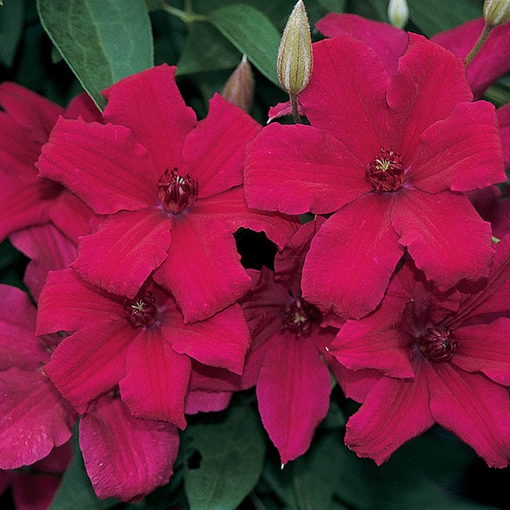 Clematis 'Cardinal Wyszynski'