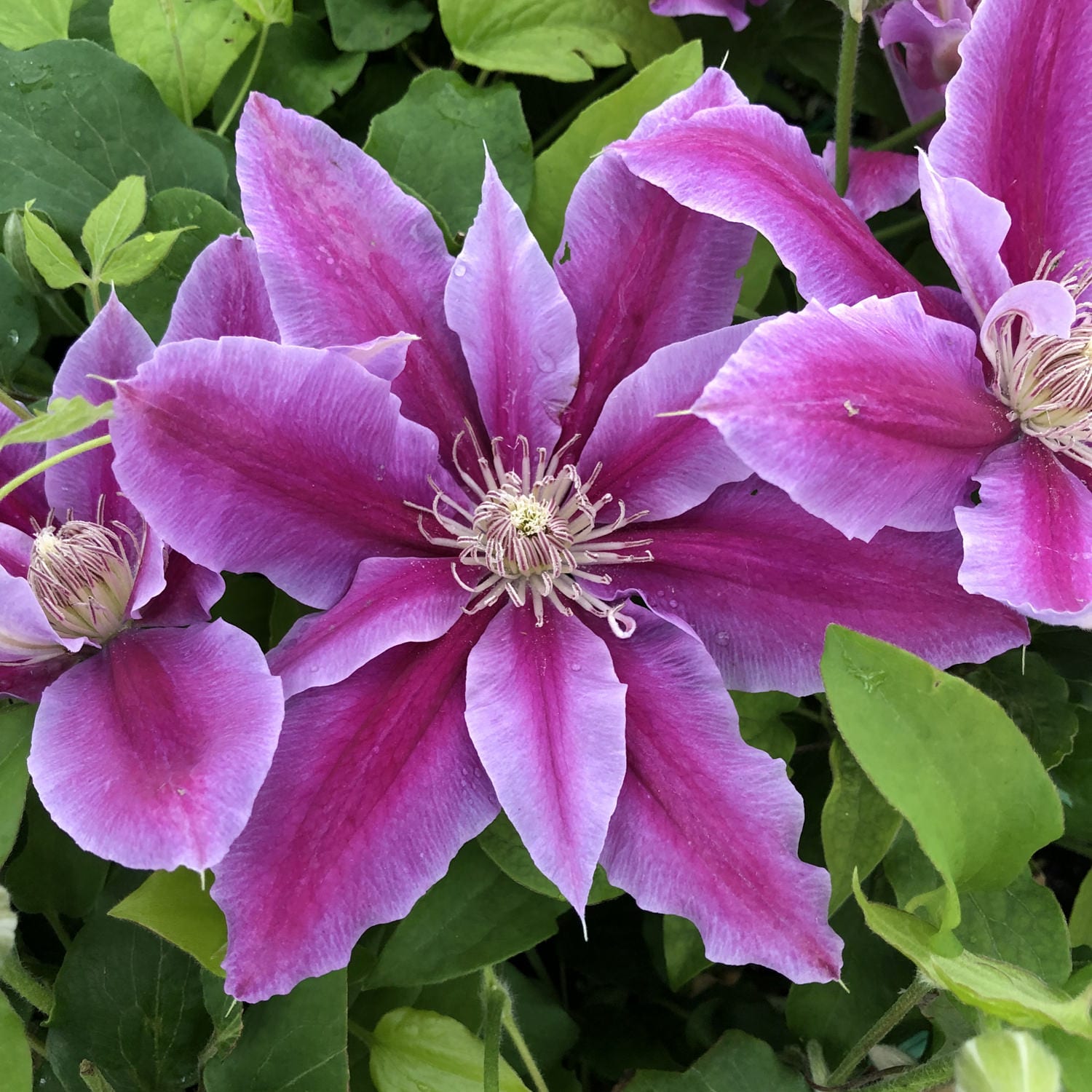 Clematis 'Dr. Ruppel'