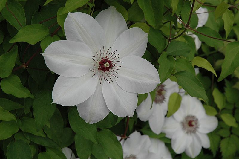 Clematis 'Henryi'