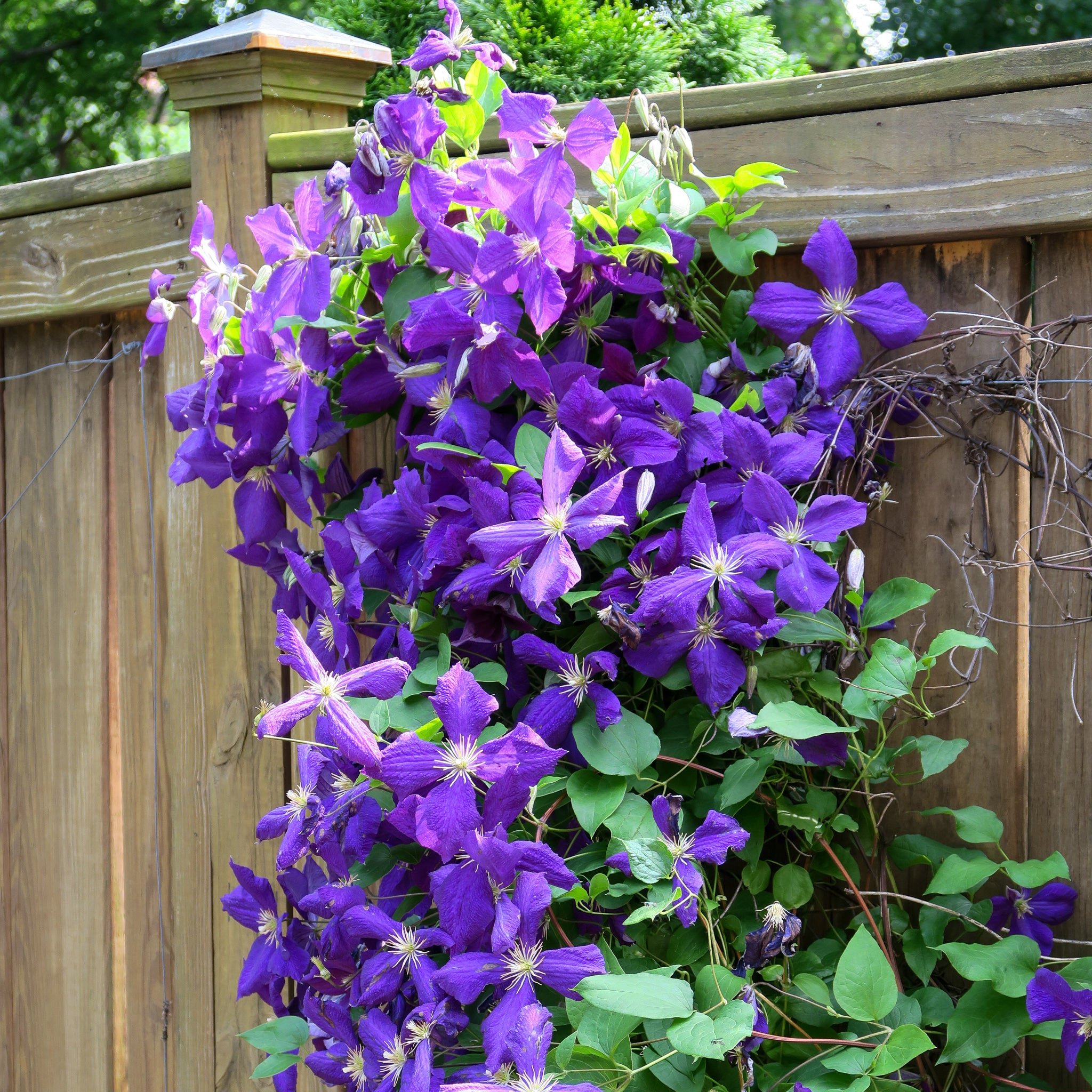 Clematis 'Jackmanii'