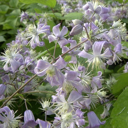 Clematis 'Mrs. Robert Brydon'