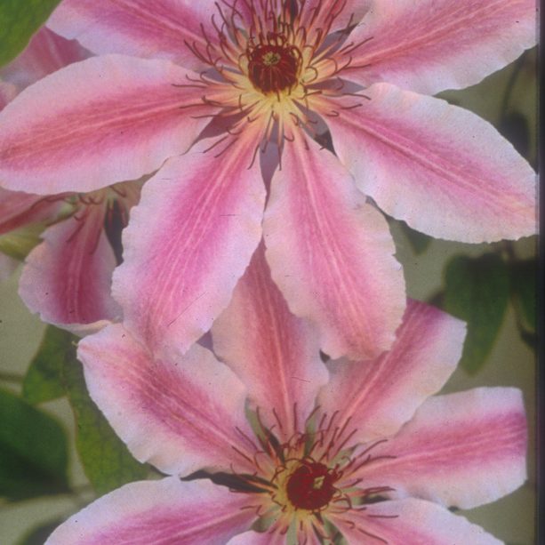 Clematis 'Nelly Moser'