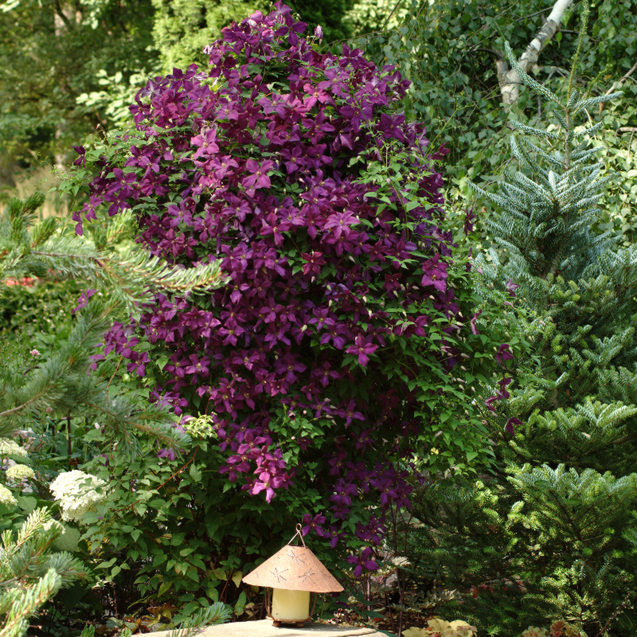 Clematis 'Niobe'