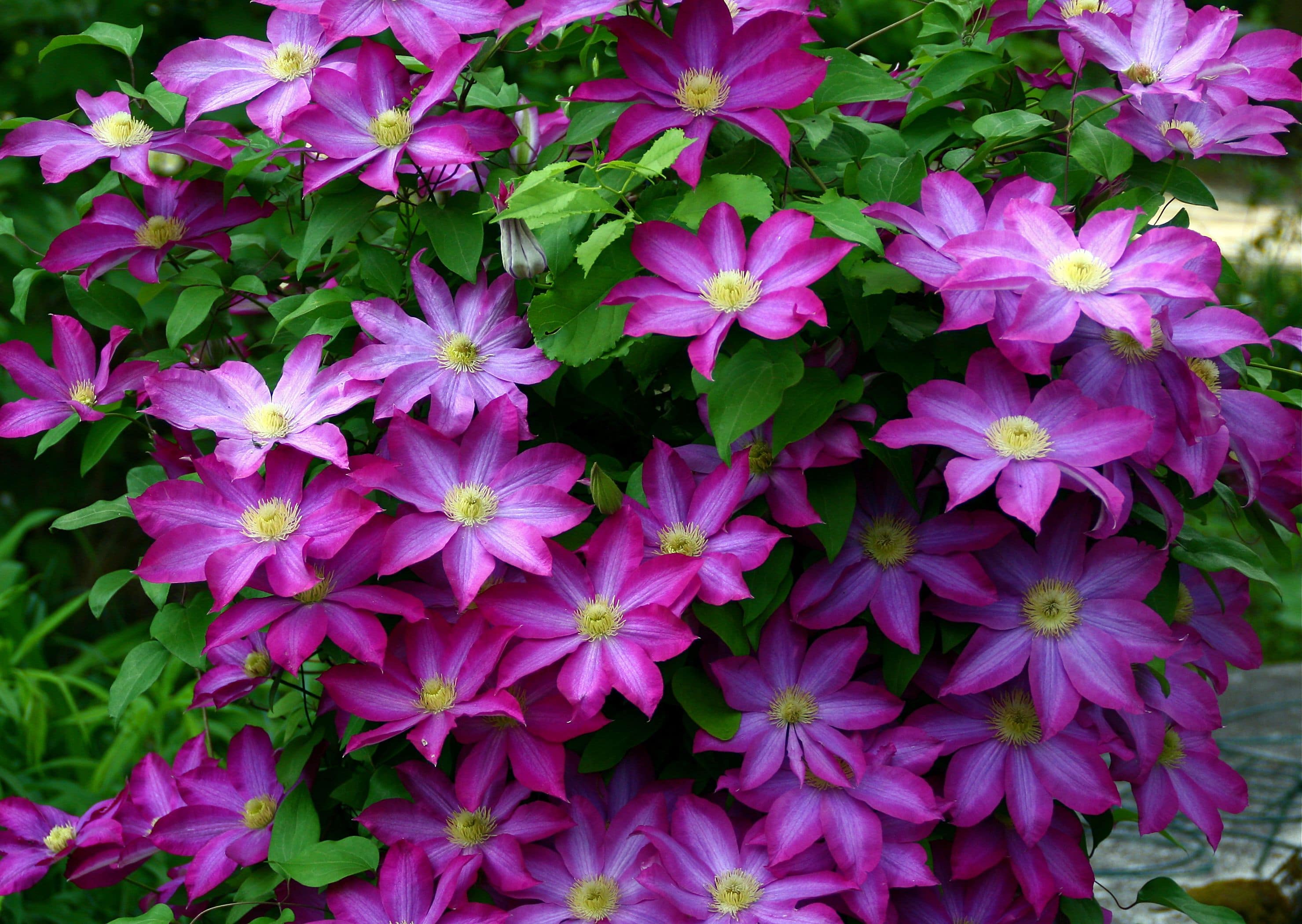 Clematis 'Pink Champagne'