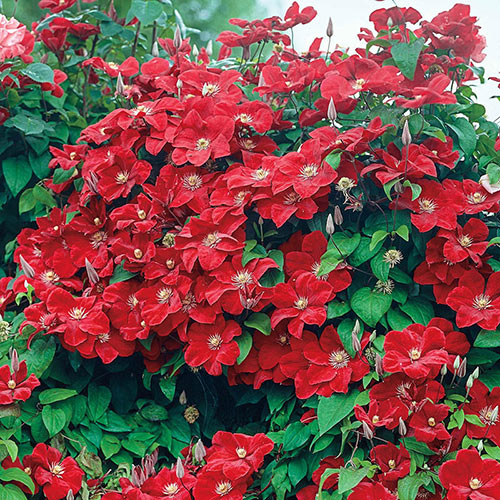 Clematis 'Rouge Cardinal'