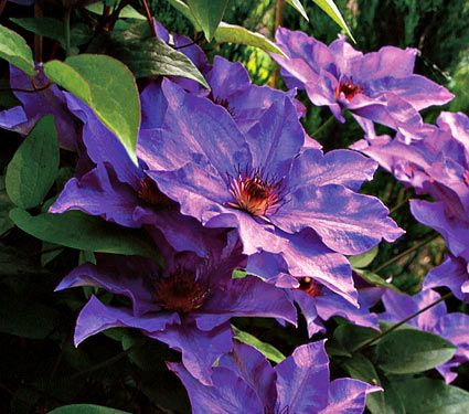 Clematis 'The President'