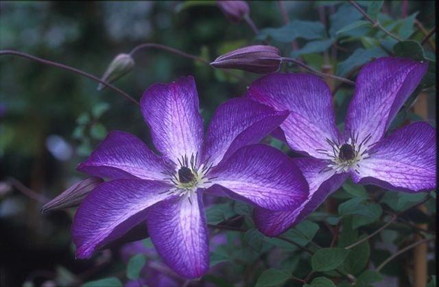 Clematis vitcella cenosa 'Violacea'