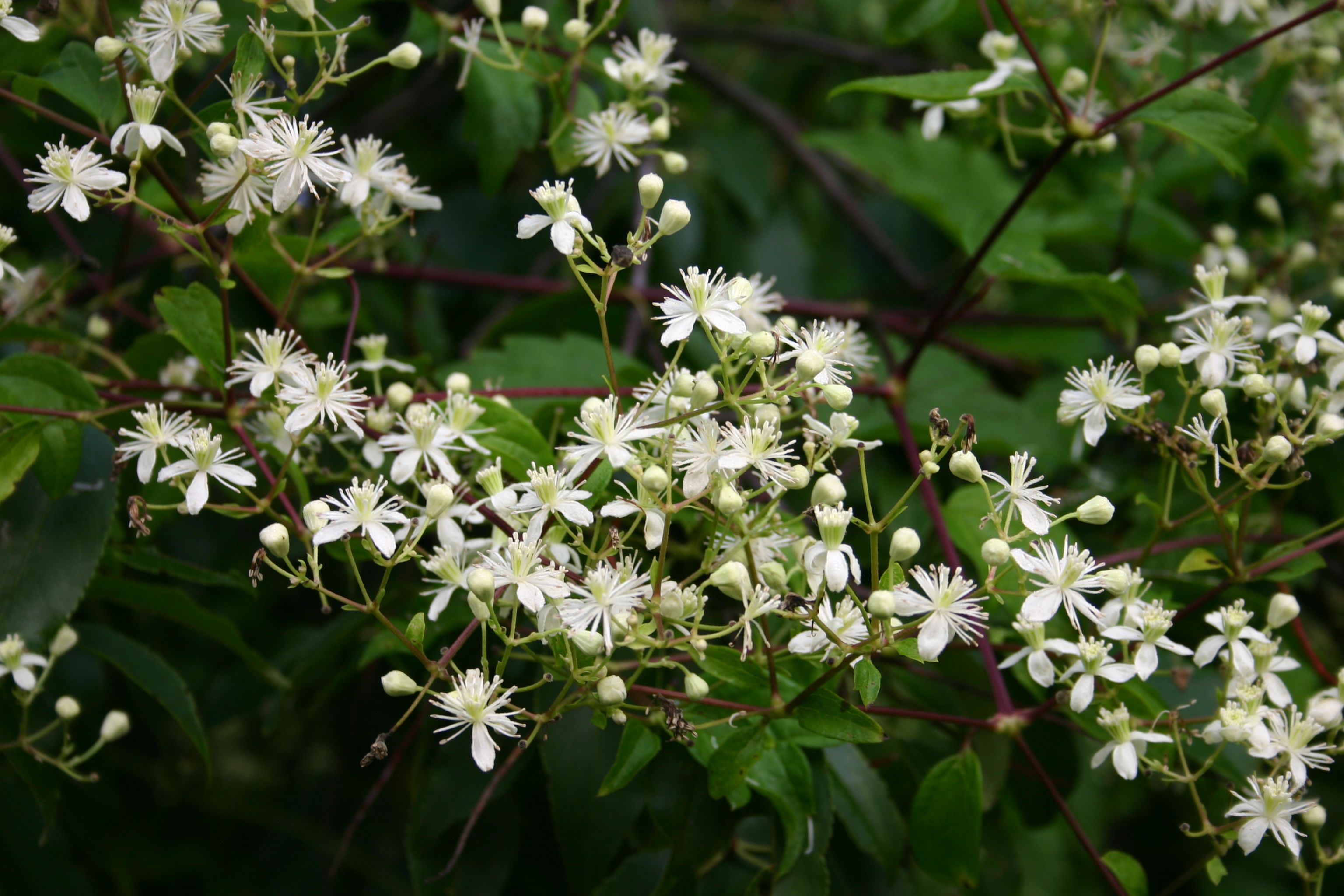 Clematis Virginiana