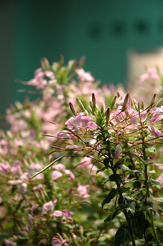 Cleome Clio 'Magenta'