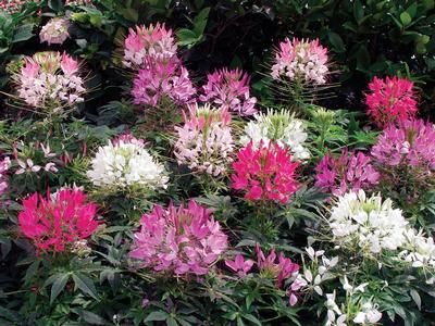 Cleome 'Sparkler Mix'