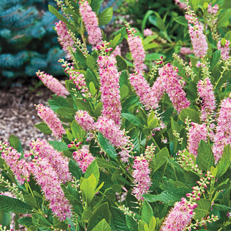 Clethra a. 'Ruby Spice'