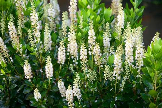 Clethra 'Sixteen Candles'