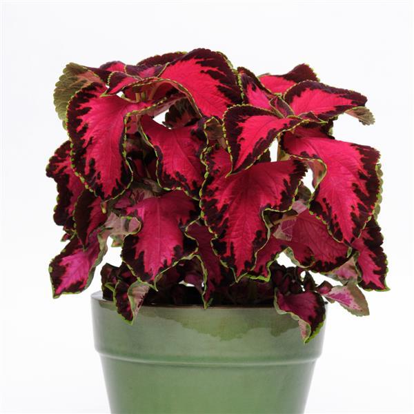 Coleus Chocolate Covered Cherry