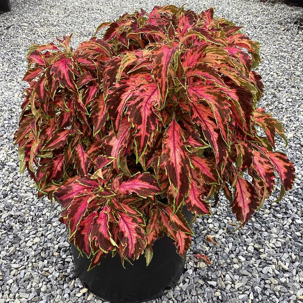 Coleus Premium Sun 'Coral Candy'