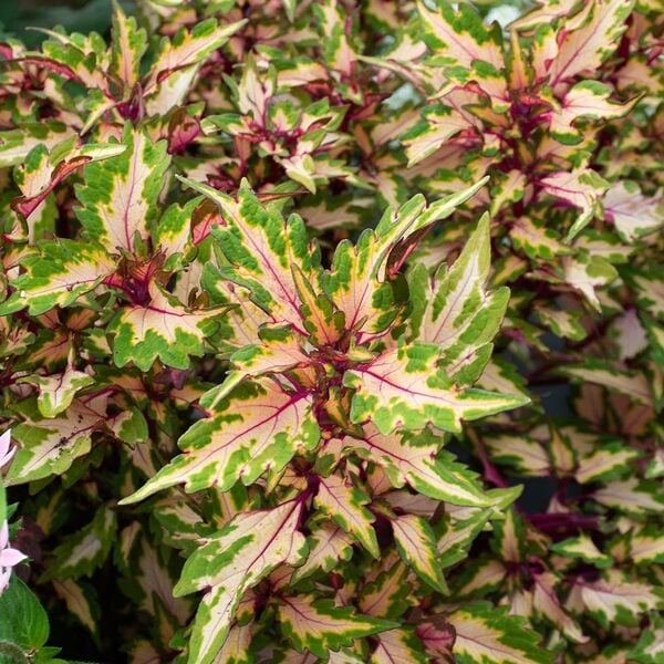 Coleus DT 'Miami Magic'