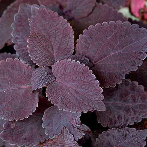 Coleus 'Dark Star'