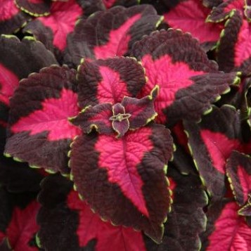 Coleus SG 'Flashbulb'