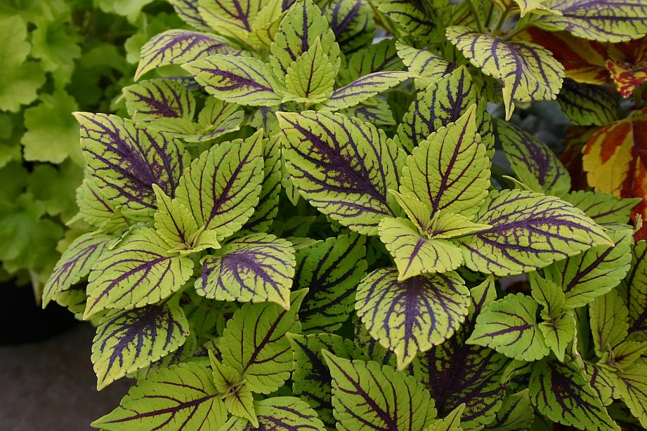 Coleus 'Gay's Delight'