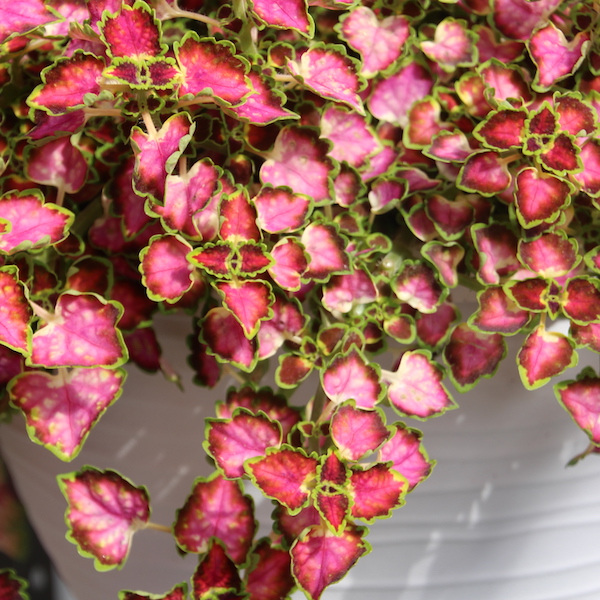 Coleus Great Falls 'Angel'