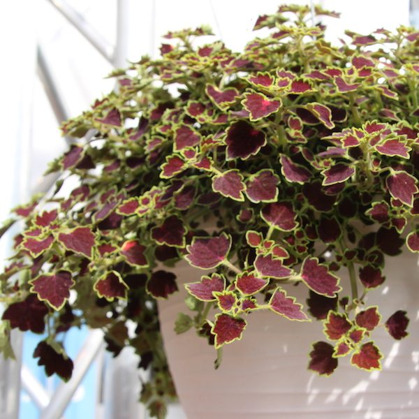 Coleus Great Falls 'Niagara'