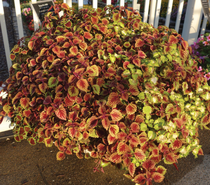 Coleus Great Falls 'Rose Gold'