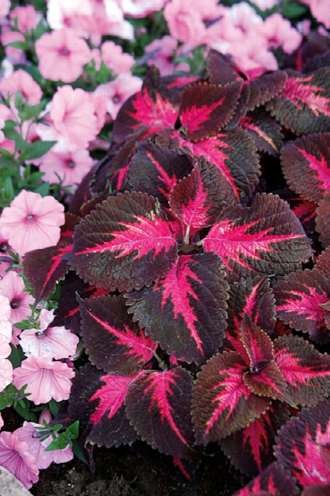 Coleus 'Kingswood Torch'