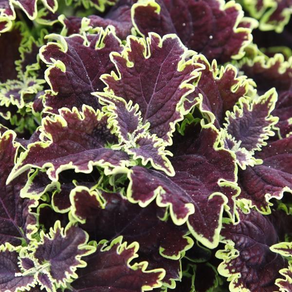 Coleus MS 'Lombard Street'