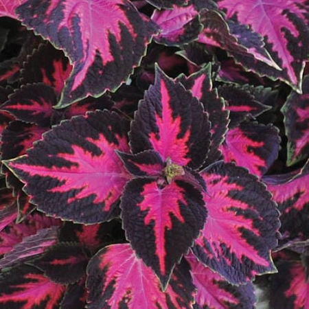 Coleus MS 'Fifth Avenue'