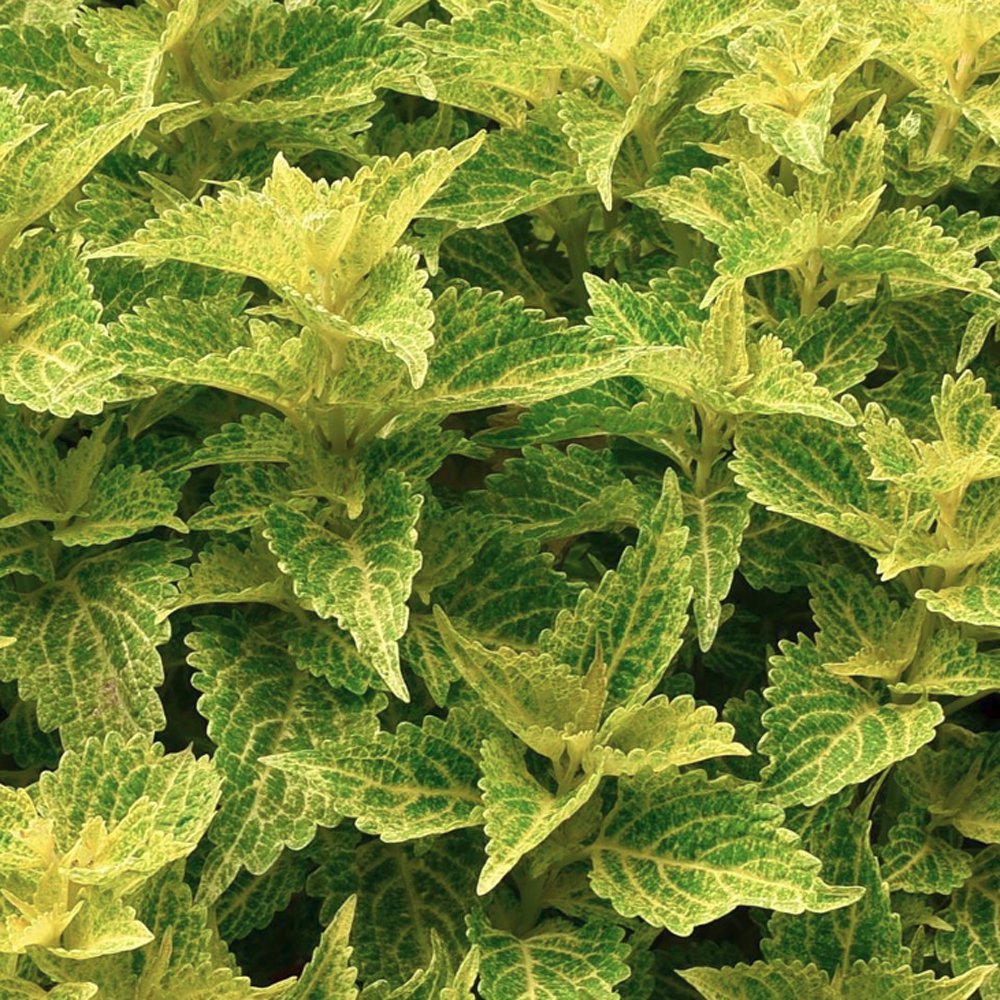 Coleus MS 'River Walk'