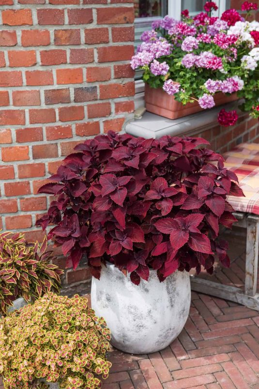 Coleus MS 'Beale Street'