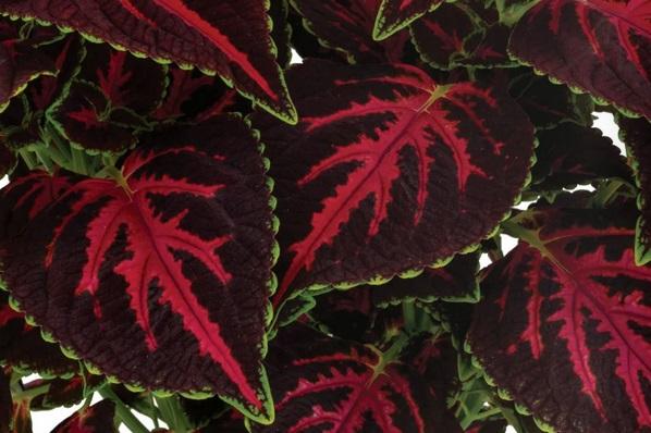 Coleus MS 'Orchard Road'