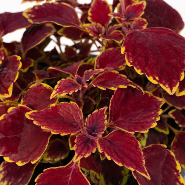 Coleus PT Royal Red