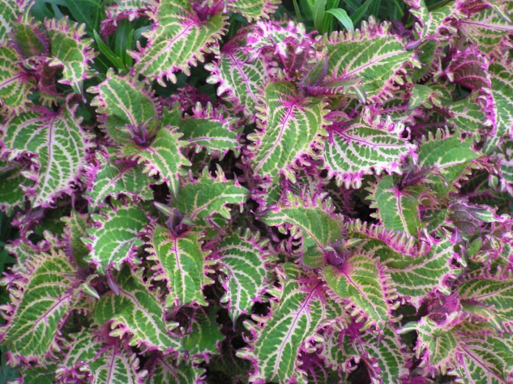 Coleus 'Peter's Wonder'