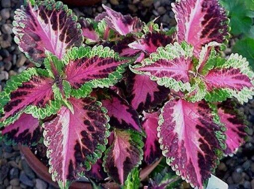 Coleus 'Pistachio Nightmare'