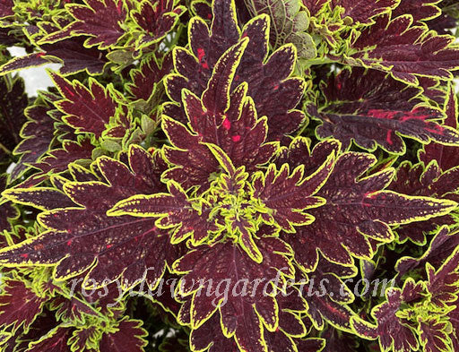 Coleus Main St 'Portage Ave'