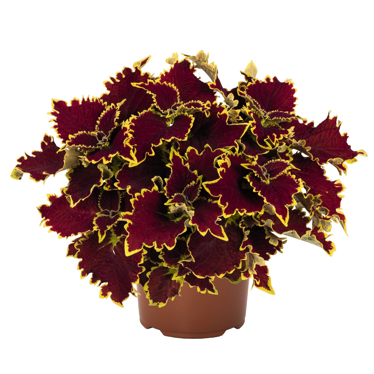 Coleus SG 'Crown Jewels' 