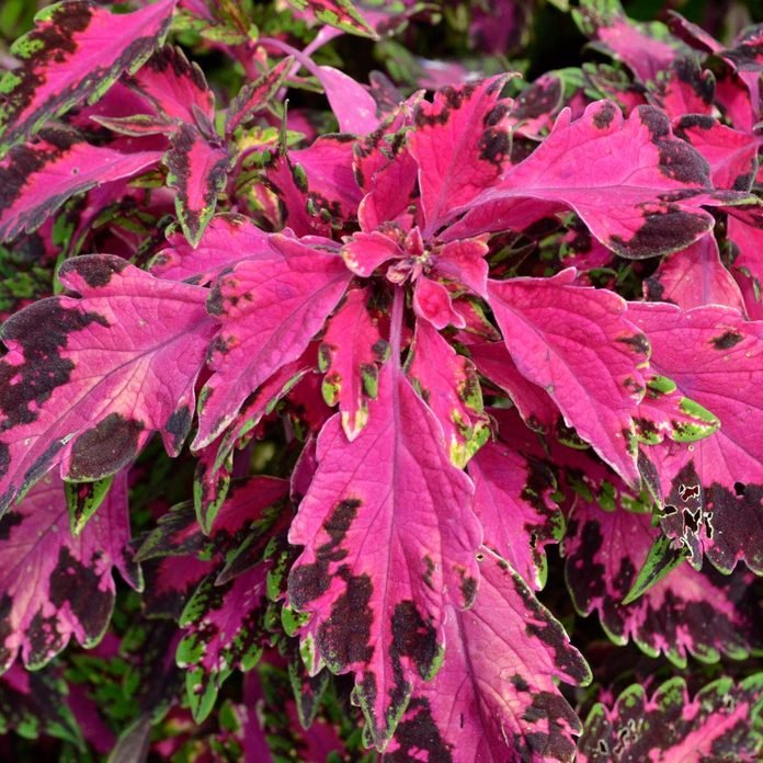 Coleus SG 'Luminesce'