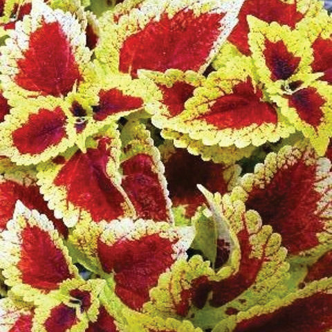 Coleus SG 'Raspberry Tart'
