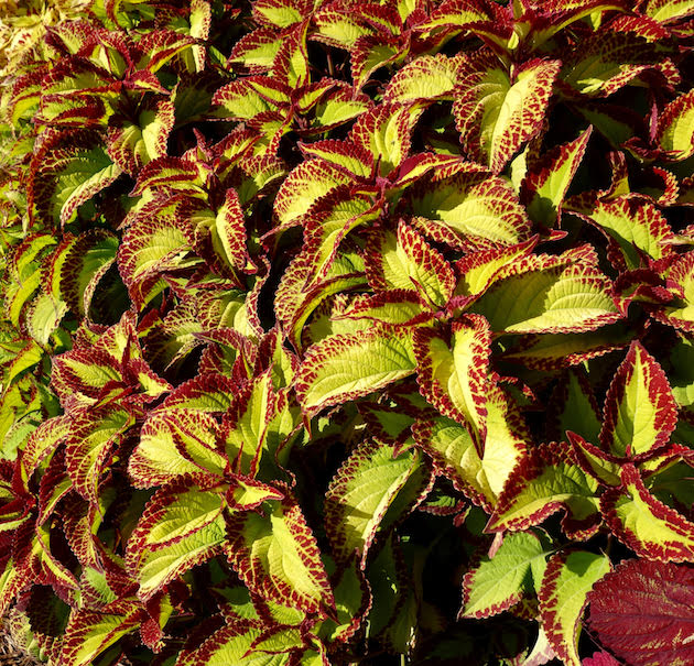 Coleus SG 'Velvet'