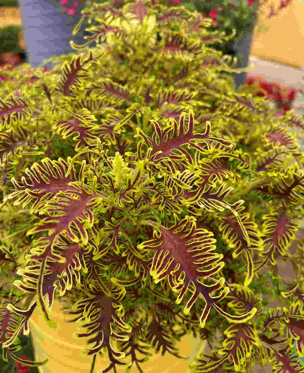 Coleus Skeletal