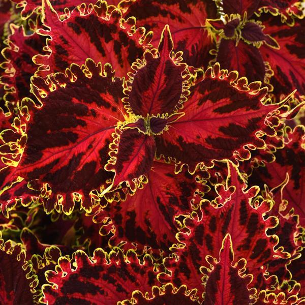 Coleus 'Solar Flare'