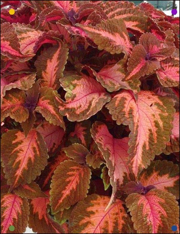 Coleus Sunset Boulevard