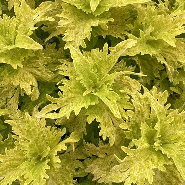 Coleus TS Lime and Shine