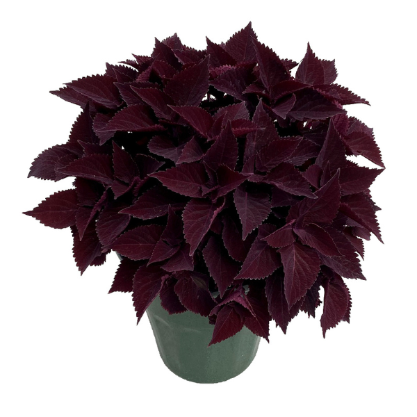 Coleus TS Midnight Majesty